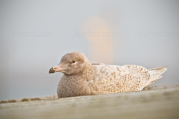Glaucous Gull Photo @ Kiwifoto.com