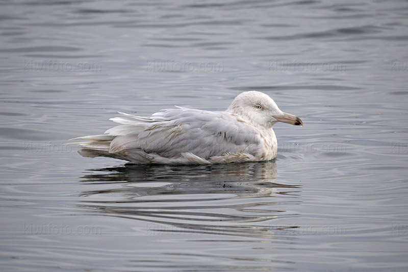 Glaucous Gull Photo @ Kiwifoto.com