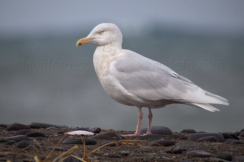 Glaucous Gull Image @ Kiwifoto.com