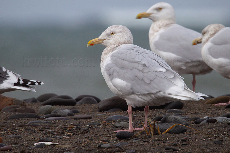 Glaucous Gull Photo @ Kiwifoto.com