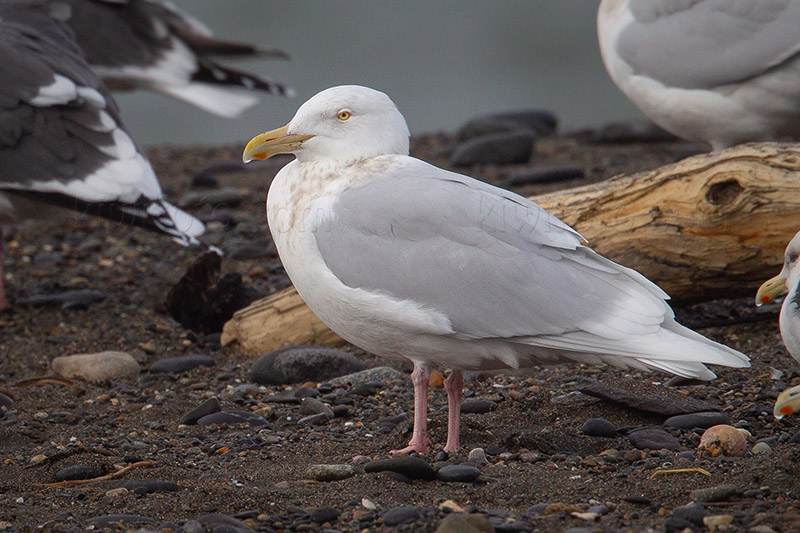 Glaucous Gull Photo @ Kiwifoto.com