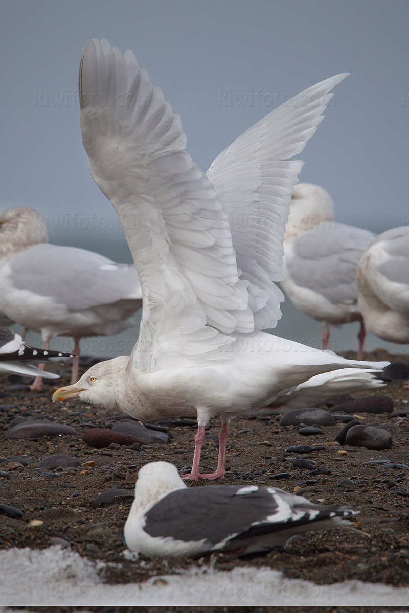 Glaucous Gull Image @ Kiwifoto.com