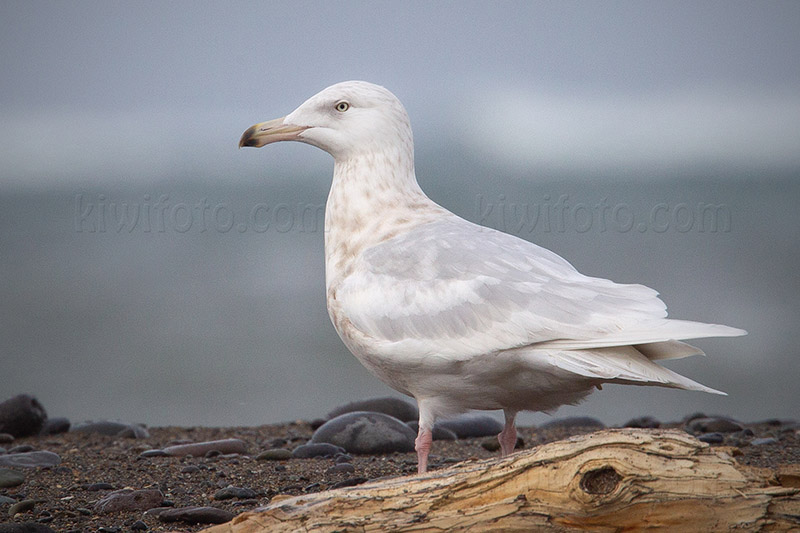 Glaucous Gull Photo @ Kiwifoto.com