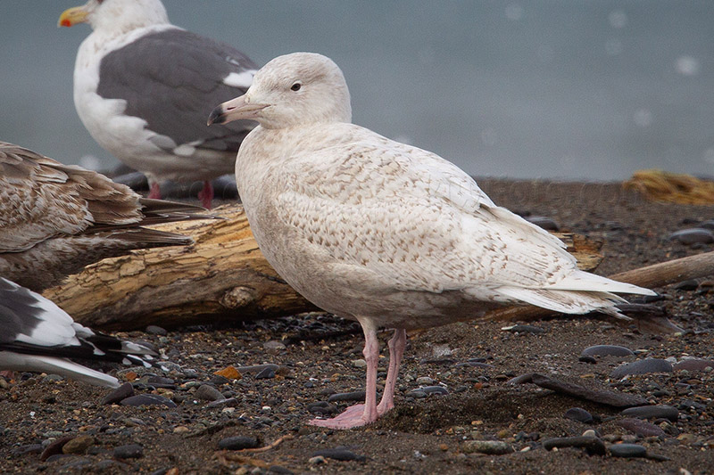 Glaucous Gull Photo @ Kiwifoto.com