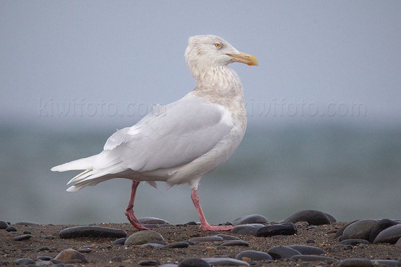 Glaucous Gull Photo @ Kiwifoto.com