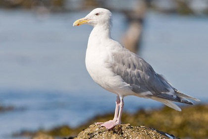 Glaucous-winged Gull (Adult)