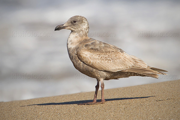 Glaucous-winged Gull Image @ Kiwifoto.com