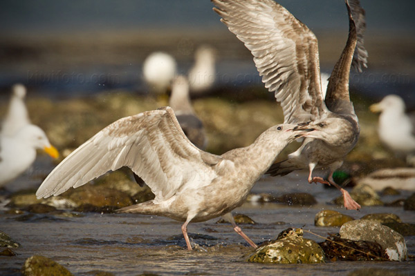 Glaucous-winged Gull ([left], Western Gull [right])