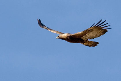 Golden Eagle Image @ Kiwifoto.com