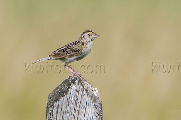 Grasshopper Sparrow Picture @ Kiwifoto.com