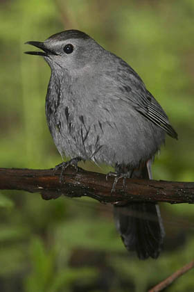 Gray Catbird Photo @ Kiwifoto.com
