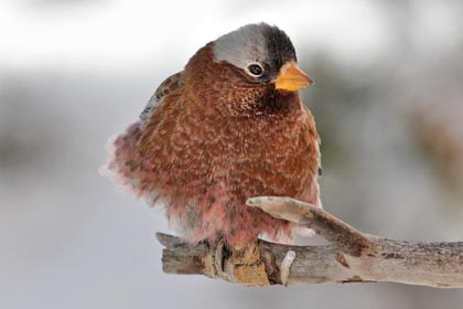 Gray-crowned Rosy-Finch Picture @ Kiwifoto.com