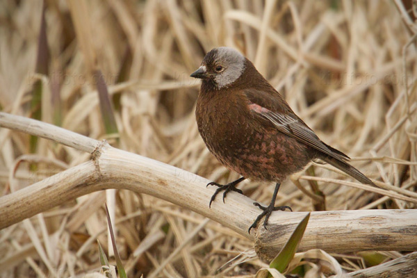 Gray-crowned Rosy-Finch (Pribilof Islands Race)