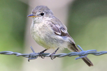 Gray Flycatcher Photo @ Kiwifoto.com