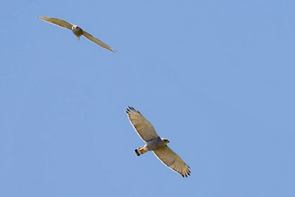 Gray Hawk Picture @ Kiwifoto.com