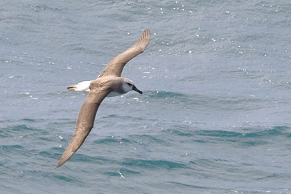 Gray-headed Albatross Picture @ Kiwifoto.com