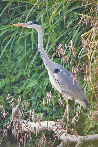 Gray Heron Image @ Kiwifoto.com