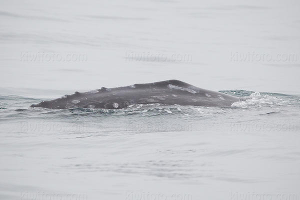 Gray Whale Photo @ Kiwifoto.com