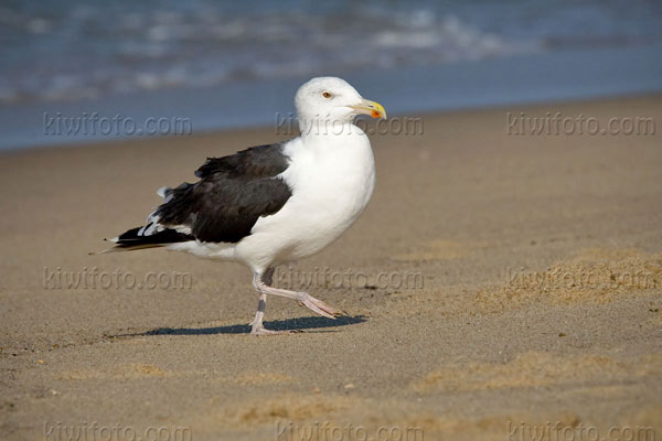 Great Black-backed Gull Image @ Kiwifoto.com