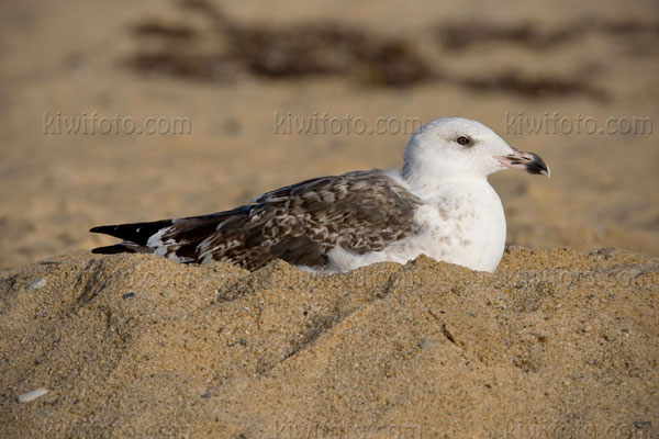 Great Black-backed Gull (2nd cycle)