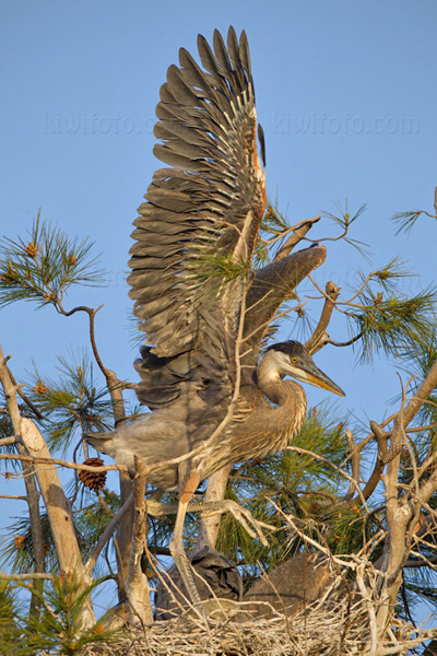 Great Blue Heron Photo @ Kiwifoto.com