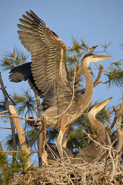 Great Blue Heron Photo @ Kiwifoto.com