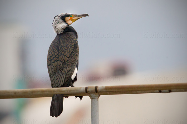 Great Cormorant Photo @ Kiwifoto.com