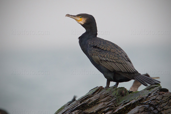 Great Cormorant Picture @ Kiwifoto.com