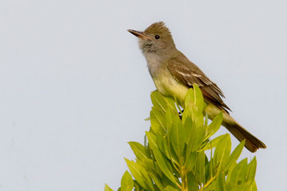 Great Crested Flycatcher Picture @ Kiwifoto.com