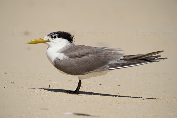 Great Crested Tern Image @ Kiwifoto.com