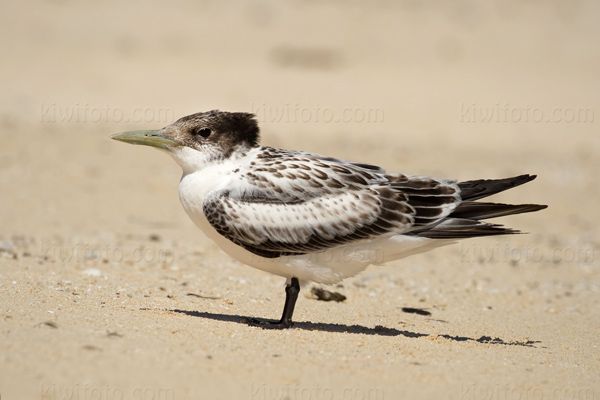 Great Crested Tern Picture @ Kiwifoto.com