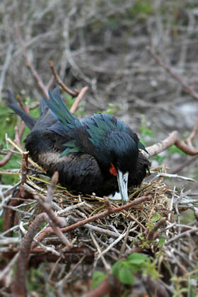 Great Frigatebird Image @ Kiwifoto.com
