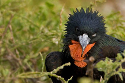 Great Frigatebird Photo @ Kiwifoto.com