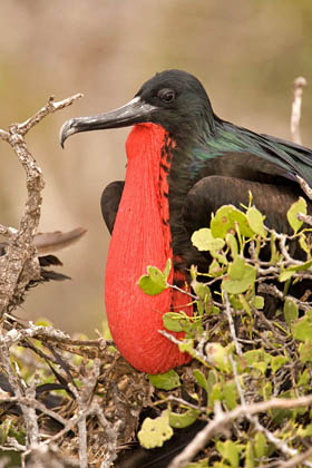 Great Frigatebird Picture @ Kiwifoto.com
