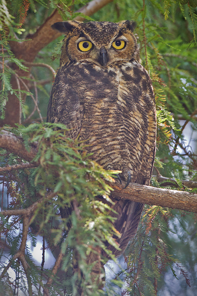 Great Horned Owl Image @ Kiwifoto.com
