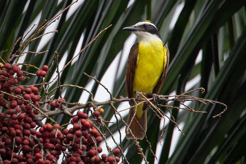 Great Kiskadee Picture @ Kiwifoto.com