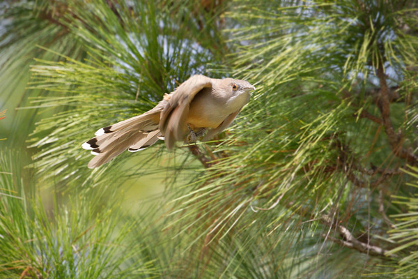 Great Lizard-Cuckoo Photo @ Kiwifoto.com