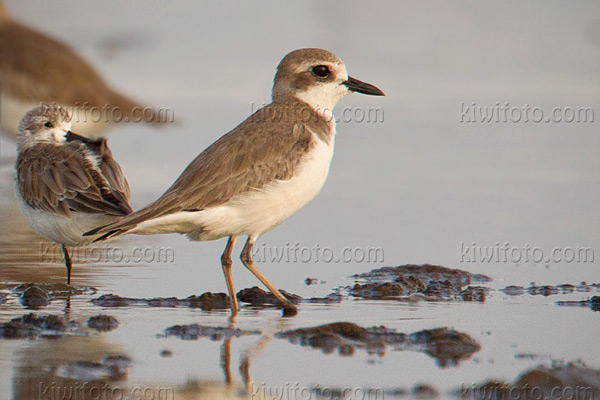 Greater Sand-Plover Photo @ Kiwifoto.com