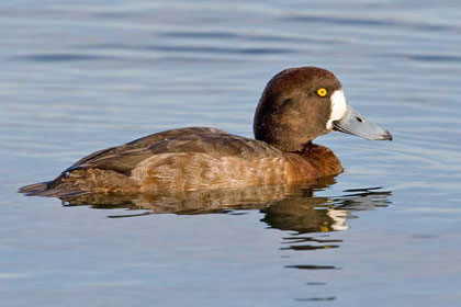 Greater Scaup Picture @ Kiwifoto.com