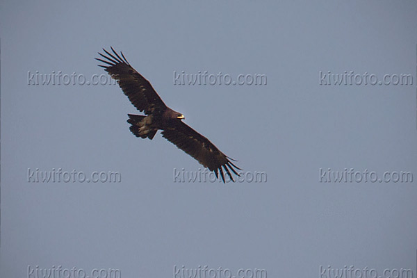 Greater Spotted Eagle Image @ Kiwifoto.com