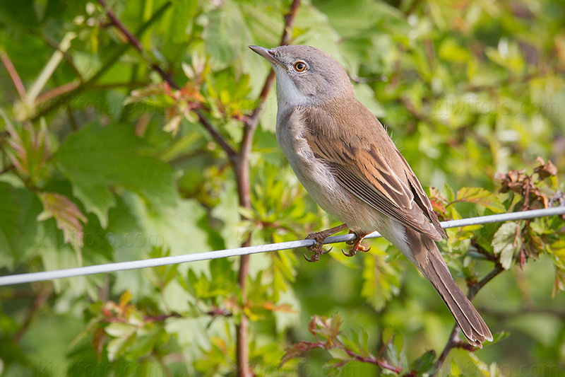 Greater Whitethroat Picture @ Kiwifoto.com