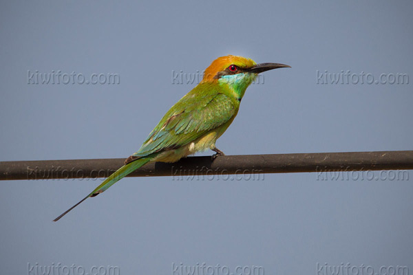 Green Bee-eater Image @ Kiwifoto.com