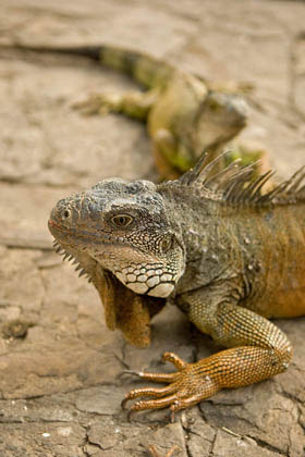 Green Iguana Picture @ Kiwifoto.com