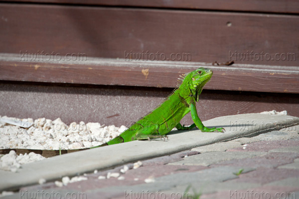 Green Iguana Photo @ Kiwifoto.com