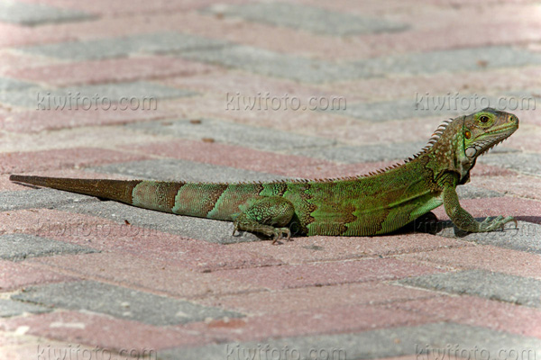 Green Iguana Photo @ Kiwifoto.com