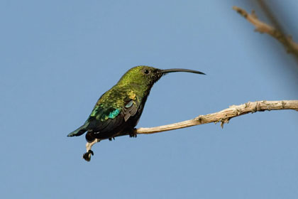 Green-throated Carib Picture @ Kiwifoto.com