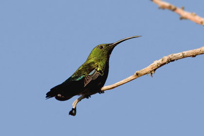 Green-throated Carib Image @ Kiwifoto.com