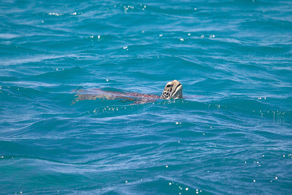 Green Turtle Photo @ Kiwifoto.com