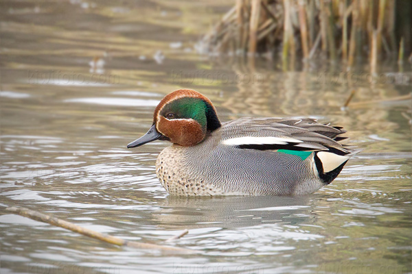 Green-winged Teal (A.c. crecca)