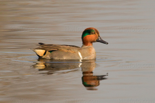 Green-winged Teal Picture @ Kiwifoto.com